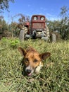 dog lying on grass in field or garden over tractor Royalty Free Stock Photo