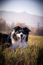 Dog is lying in the grass. Royalty Free Stock Photo