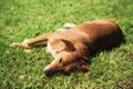 dog lying on grass meadow Royalty Free Stock Photo