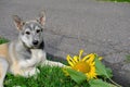 A dog lying on a grass near a sunflower. dog looking at camera