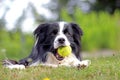 Dog is lying in grass in park. The breed is Border collie. Background is green. He has a tennis ball in the mouth Royalty Free Stock Photo