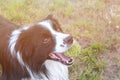 Dog is lying in grass in park. The breed is Border collie. Background is green. He has a tennis ball in the mouth. Dog is playing Royalty Free Stock Photo