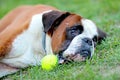 Dog is lying in gree grass in park with tennis ball. The breed is German boxer Royalty Free Stock Photo