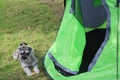 Dog lying beside green tent