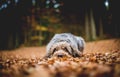 Dog Lying on the Ground in the Forest in the Autumnal Faded Leaves. Bohemian Wire Haired Pointing Griffon.