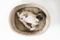 The dog is lying on his back. The pug puppy is upside down. A pug puppy is lying on a dog litter. Funny and cheerful Royalty Free Stock Photo