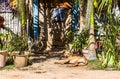 Dog lying by his owners colorful house in a tropical exotic country