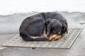 Dog lying on iron man-hole cover in winter time Royalty Free Stock Photo