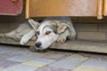 Dog lying in its secluded corner