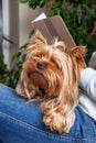 Dog lying in the lap of a woman Royalty Free Stock Photo