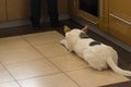 Dog lying near stove in kitchen and patiently waiting till master finish cooking canine food