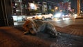 The dog is lying next to the road. Cars pass by.