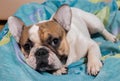 Dog lying on the pillow