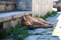 The dog is lying and resting in the shade on a hot summer day Royalty Free Stock Photo