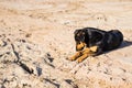 A dog lying on sand at the beach, with sad eyes and wet fur. poor solitude pet. Lonely dog waiting for its owner.