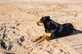 A dog lying on sand at the beach, with sad eyes and wet fur. poor solitude pet. Lonely dog waiting for its owner.