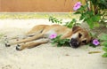 Dog lying on the sand in the flowers. Royalty Free Stock Photo