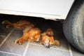 Dog Lying in the shadow of the car Royalty Free Stock Photo