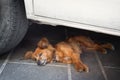 Dog Lying in the shadow of the car Royalty Free Stock Photo