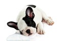 dog lying and sleeping french bulldog isolated on white background