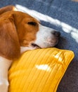 Dog lying, sleeping on the sofa on yellow pillow. Canine background Royalty Free Stock Photo