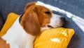 Dog lying, sleeping on the sofa on yellow pillow. Canine background Royalty Free Stock Photo