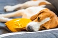 Dog lying, sleeping on the sofa on yellow pillow. Canine background Royalty Free Stock Photo