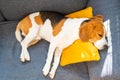 Dog lying, sleeping on the sofa on yellow pillow. Canine background Royalty Free Stock Photo