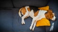 Dog lying, sleeping on the sofa on yellow pillow. Canine background Royalty Free Stock Photo