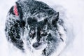 Dog Lying on the Snow, Covered with Hoarseness. Royalty Free Stock Photo