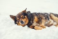 Dog lying on the snow Royalty Free Stock Photo