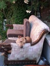 Dog lying on a sofa