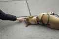 Dog lying on street Royalty Free Stock Photo