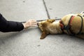 Dog lying on street Royalty Free Stock Photo