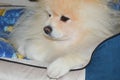 The dog is lying in a sunbed. a pet. German spitz, Pomeranian.