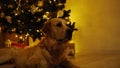 Dog lying under flashing christmas tree