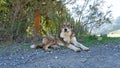 The dog is lying under a tree in the shade. Royalty Free Stock Photo