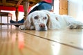 Dog lying at the wooden floor Royalty Free Stock Photo