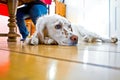 Dog lying at the wooden floor Royalty Free Stock Photo