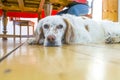 Dog lying at the wooden floor Royalty Free Stock Photo