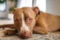 Dog lying on wooden floor indoors, brown amstaff terrier resting. Pitbull with big sad eyes