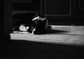 Dog Lying on the Wooden Floor. Portrait of Border Collie. Deep Shadows, Black and White Photo. Royalty Free Stock Photo