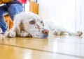 Dog lying at the wooden floor under a table Royalty Free Stock Photo