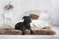 The dog is lyings on the couch Royalty Free Stock Photo