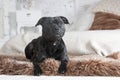 The dog is lyings on the couch Royalty Free Stock Photo