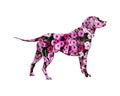 Dog made of pink petunia flowers isolated on white background Royalty Free Stock Photo