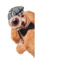 Dog with magnifying glass and searching Royalty Free Stock Photo