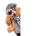Dog with magnifying glass and searching Royalty Free Stock Photo