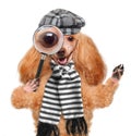 Dog with magnifying glass and searching Royalty Free Stock Photo