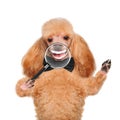 Dog with magnifying glass. Smile. Royalty Free Stock Photo